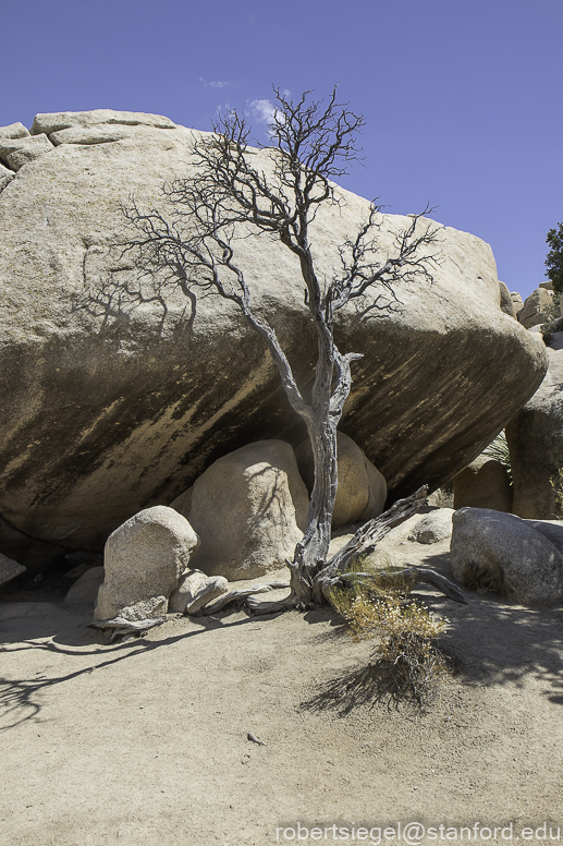 Joshua Tree National Park